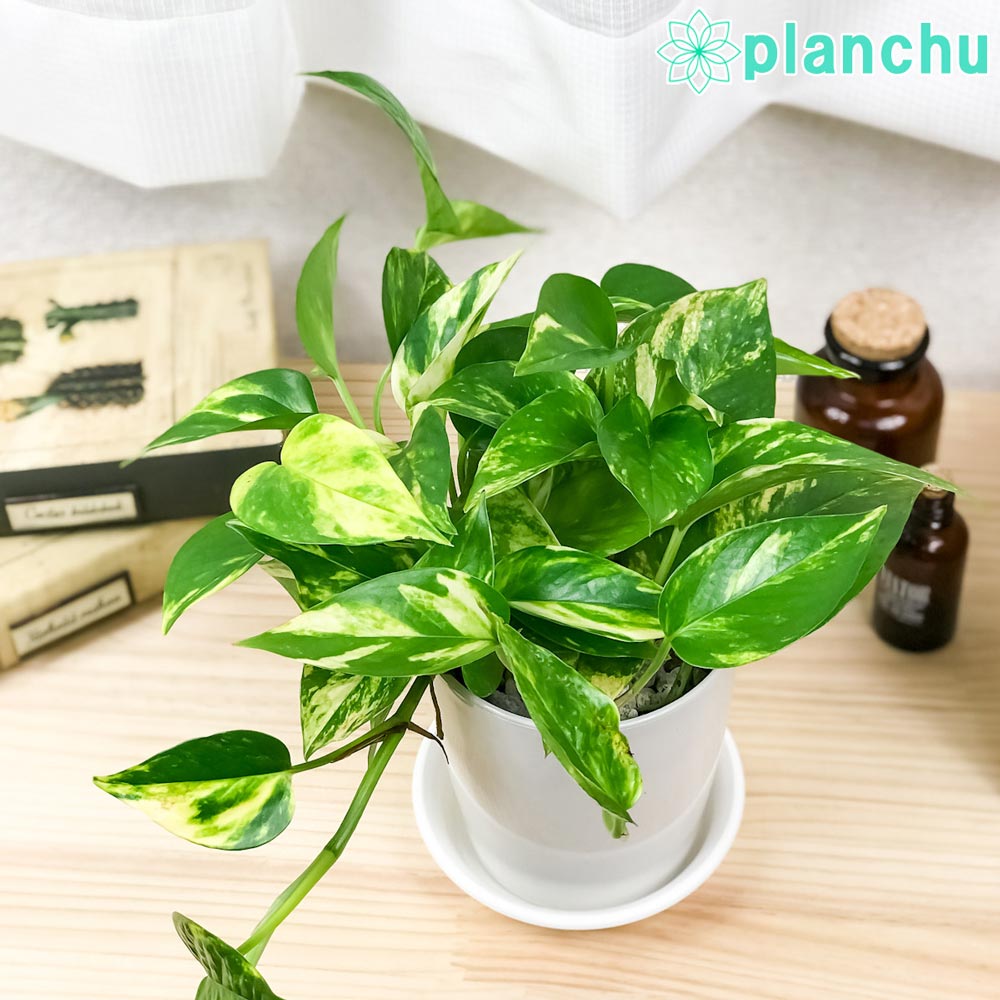 PLANCHU 観葉植物 ポトス ゴールデン 4号鉢 受け皿付き 育て方説明書付き Epipremnum aureum ‘Golden’ エピプレムナム アロイド