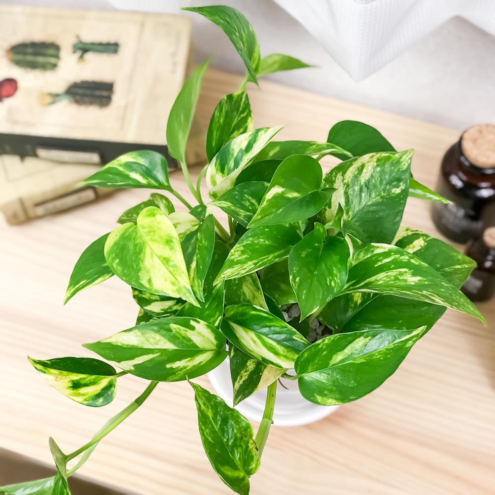PLANCHU 観葉植物 ポトス ゴールデン 4号鉢 受け皿付き 育て方説明書付き Epipremnum aureum ‘Golden’ エピプレムナム アロイド