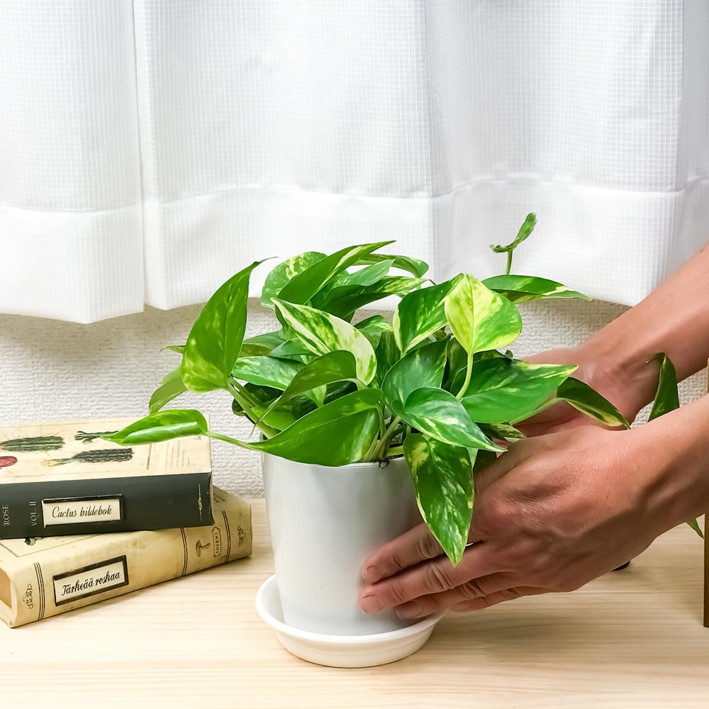 PLANCHU 観葉植物 ポトス 3種セット ゴールデン ライム マーブルクイーン 4号鉢 受け皿付き 育て方説明書付き エピプレムナム アロイド