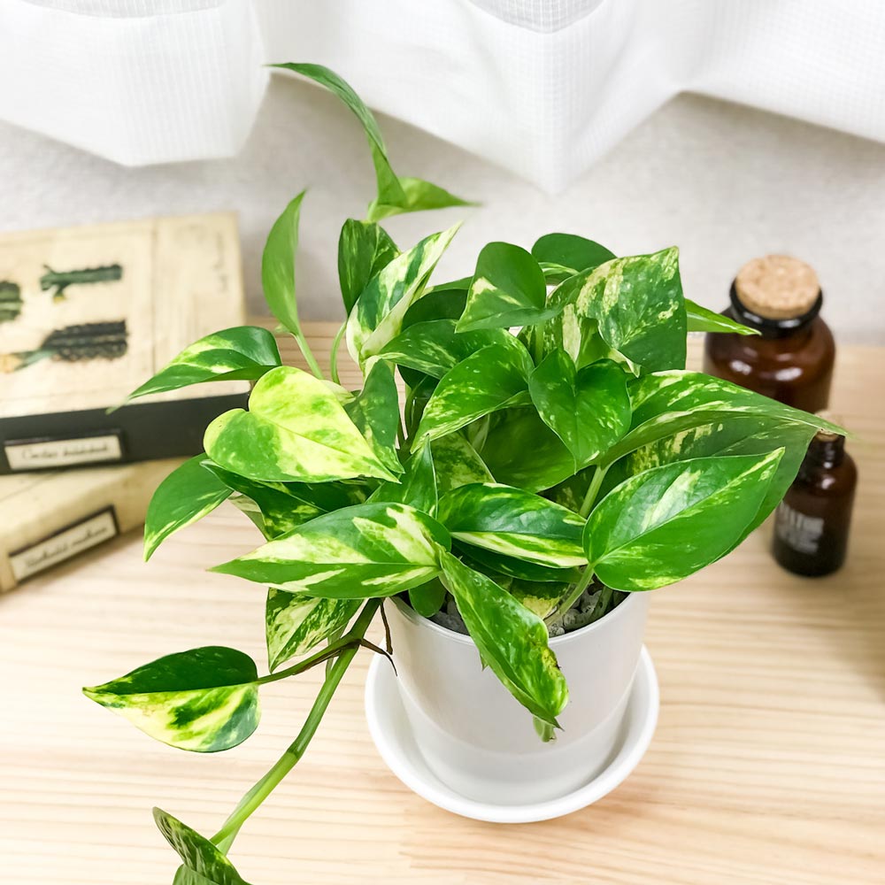PLANCHU 観葉植物 ポトス ゴールデン 4号鉢 受け皿付き 育て方説明書付き Epipremnum aureum ‘Golden’ エピプレムナム アロイド
