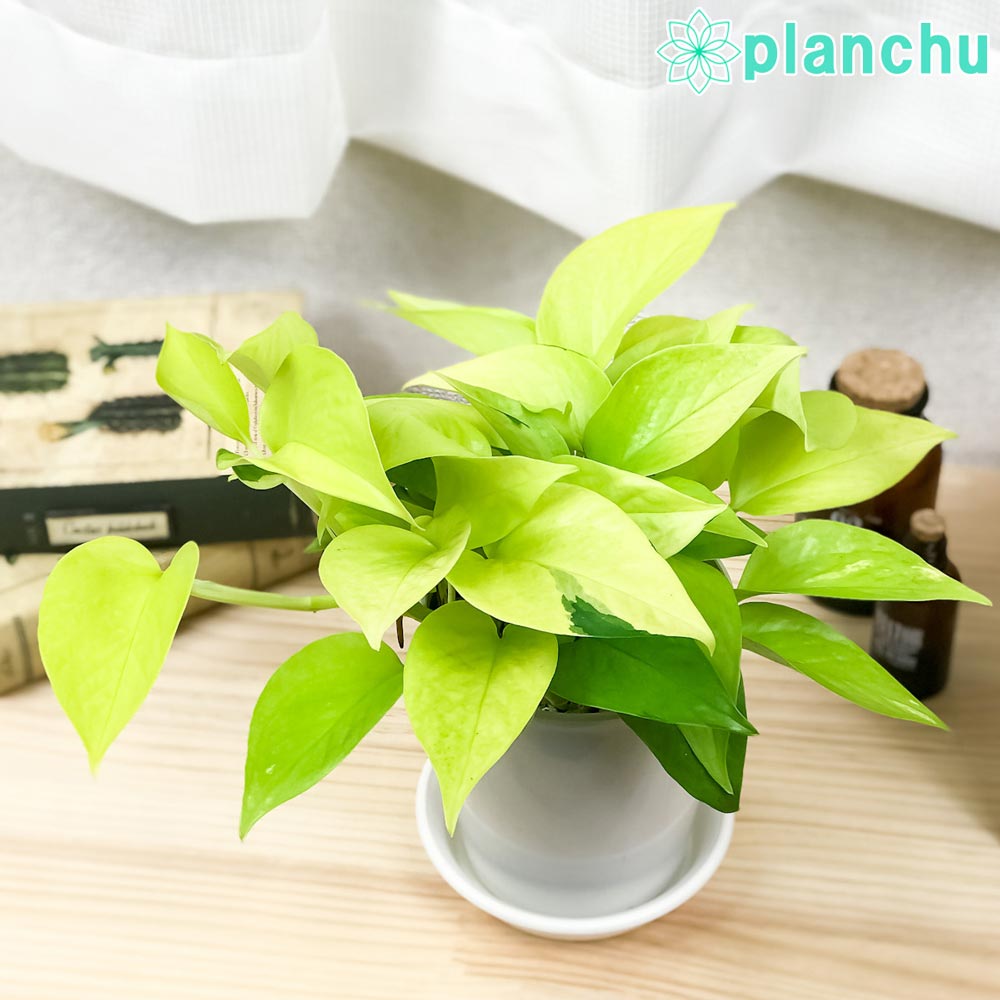 PLANCHU 観葉植物 ポトス ライム 4号鉢 受け皿付き 育て方説明書付き Epipremnum aureum ‘Lime’ エピプレムナム アロイド