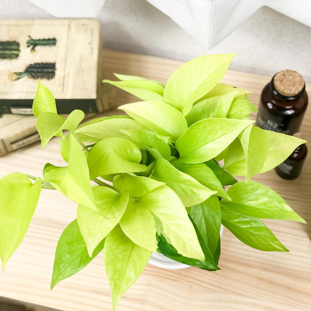 PLANCHU 観葉植物 ポトス 3種セット ゴールデン ライム マーブルクイーン 4号鉢 受け皿付き 育て方説明書付き エピプレムナム アロイド