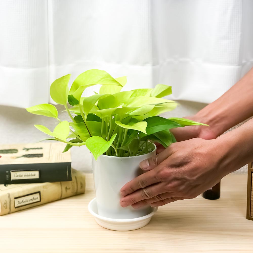 PLANCHU 観葉植物 ポトス 3種セット ゴールデン ライム マーブルクイーン 4号鉢 受け皿付き 育て方説明書付き エピプレムナム アロイド