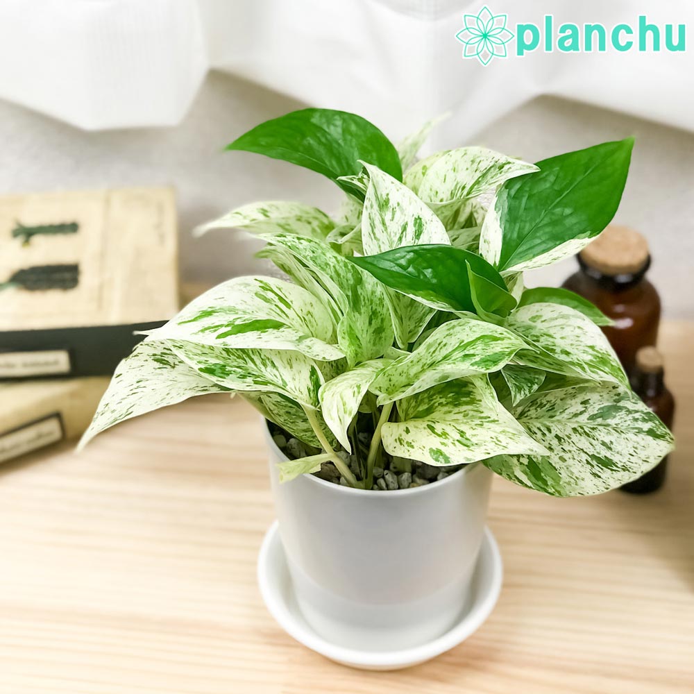 PLANCHU 観葉植物 ポトス マーブルクイーン 4号鉢 受け皿付き 育て方説明書付き Epipremnum aureum ‘Marble Queen’ エピプレムナム アロイド