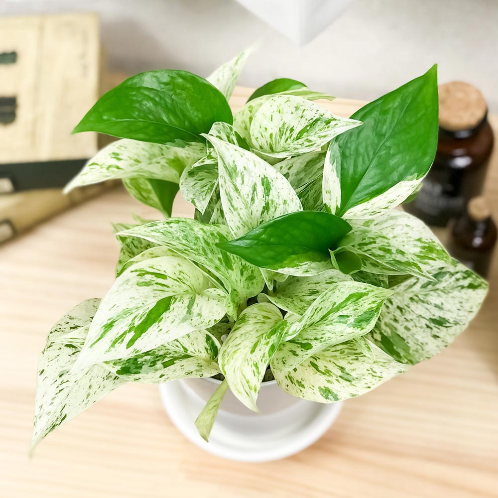 PLANCHU 観葉植物 ポトス マーブルクイーン 4号鉢 受け皿付き 育て方説明書付き Epipremnum aureum ‘Marble Queen’ エピプレムナム アロイド