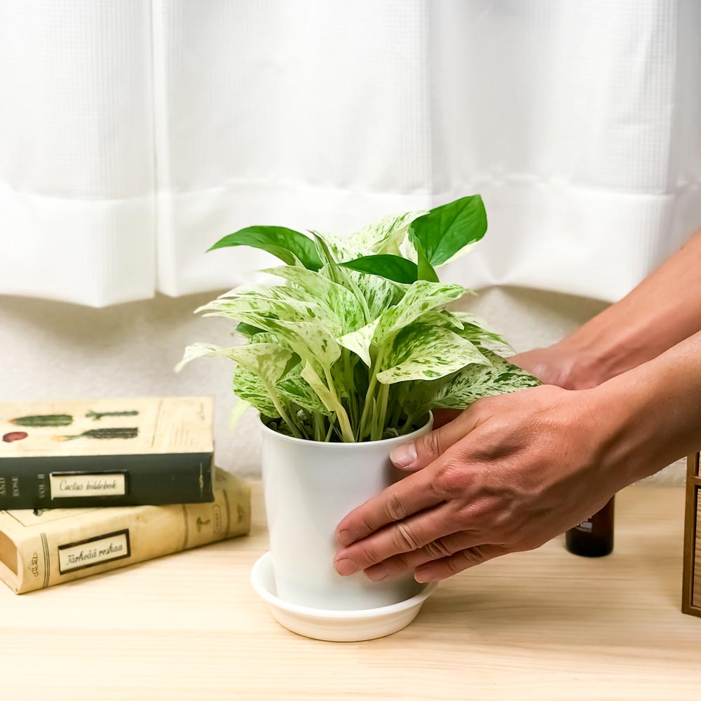 PLANCHU 観葉植物 ポトス マーブルクイーン 4号鉢 受け皿付き 育て方説明書付き Epipremnum aureum ‘Marble Queen’ エピプレムナム アロイド