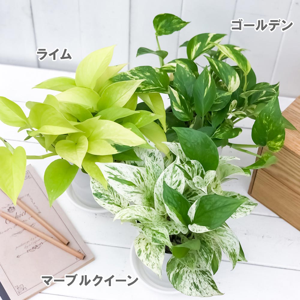 PLANCHU 観葉植物 ポトス 3種セット ゴールデン ライム マーブルクイーン 4号鉢 受け皿付き 育て方説明書付き エピプレムナム アロイド