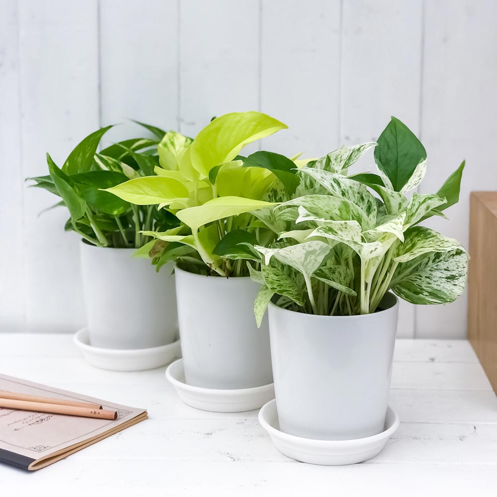 PLANCHU 観葉植物 ポトス 3種セット ゴールデン ライム マーブルクイーン 4号鉢 受け皿付き 育て方説明書付き エピプレムナム アロイド