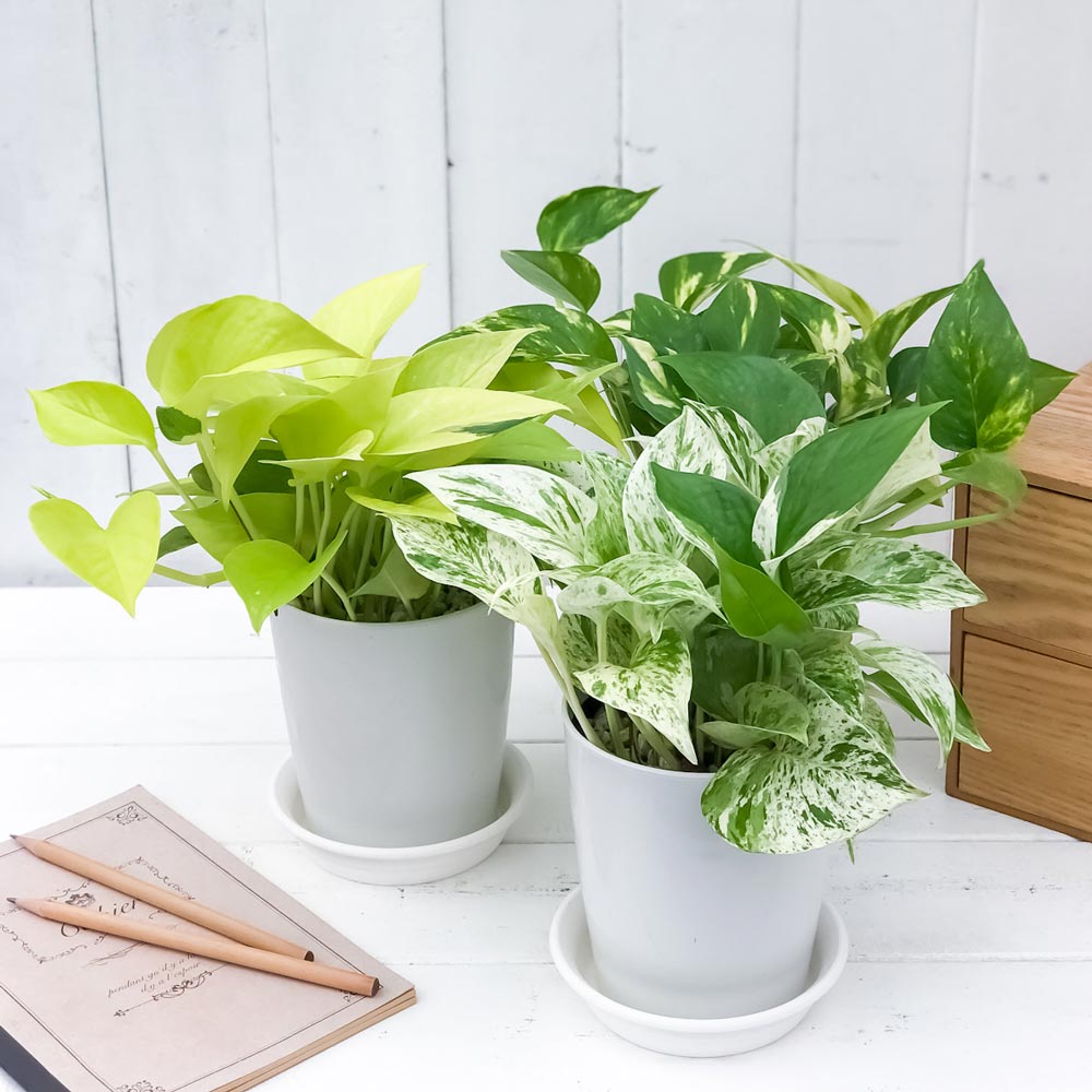 PLANCHU 観葉植物 ポトス 3種セット ゴールデン ライム マーブルクイーン 4号鉢 受け皿付き 育て方説明書付き エピプレムナム アロイド