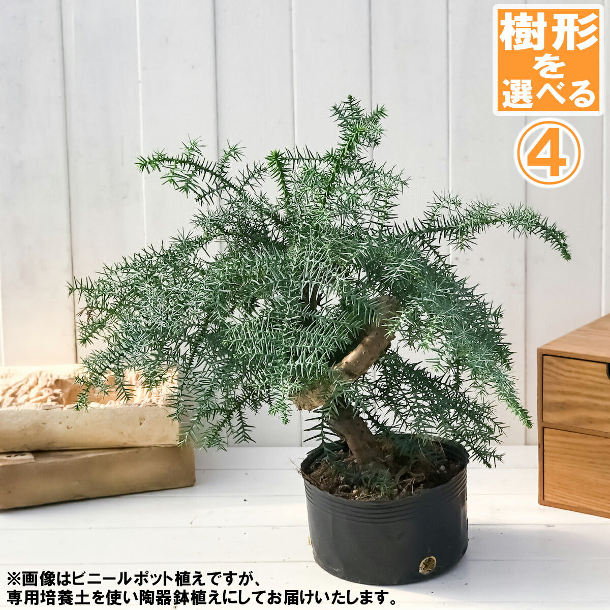 PLANCHU 観葉植物 アローカリア カニンガミー 陶器鉢植え 受け皿付き 選べる樹形 ナンヨウスギ オージープランツ