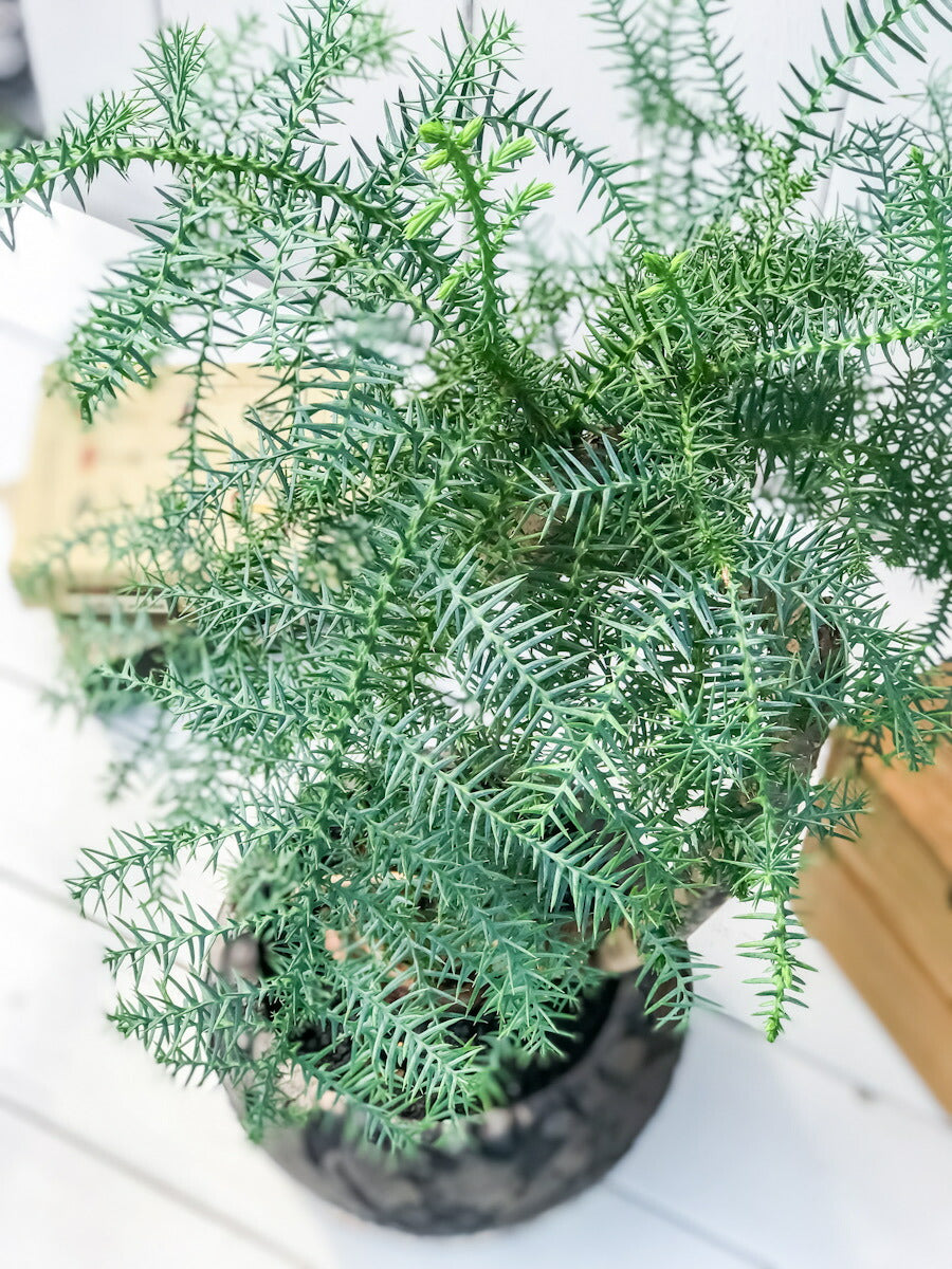 PLANCHU 観葉植物 アローカリア カニンガミー 陶器鉢植え 受け皿付き 選べる樹形 ナンヨウスギ オージープランツ