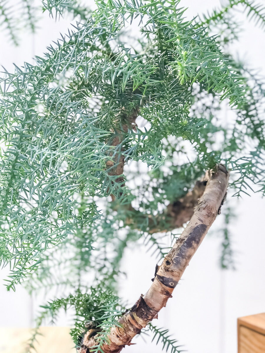 PLANCHU 観葉植物 アローカリア カニンガミー 陶器鉢植え 受け皿付き 選べる樹形 ナンヨウスギ オージープランツ