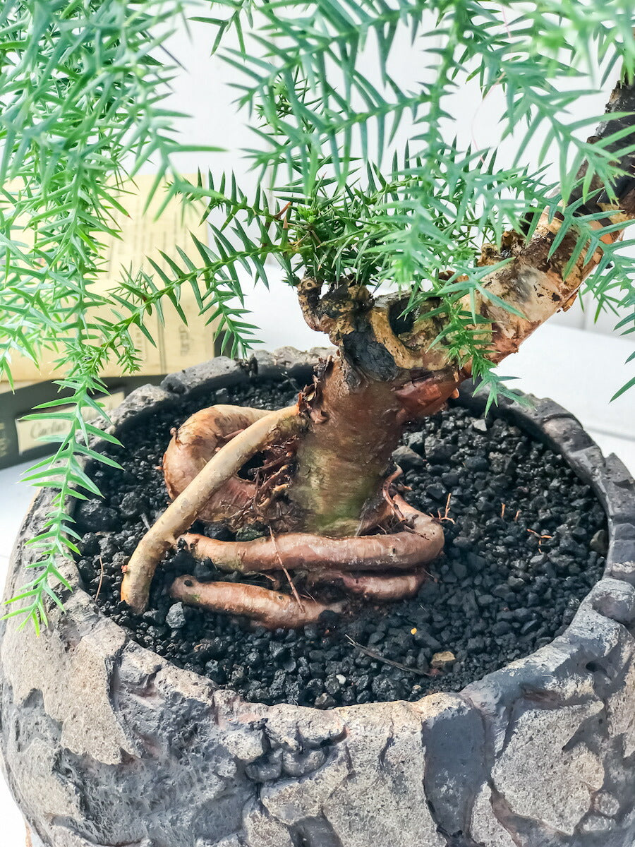PLANCHU 観葉植物 アローカリア カニンガミー 陶器鉢植え 受け皿付き 選べる樹形 ナンヨウスギ オージープランツ