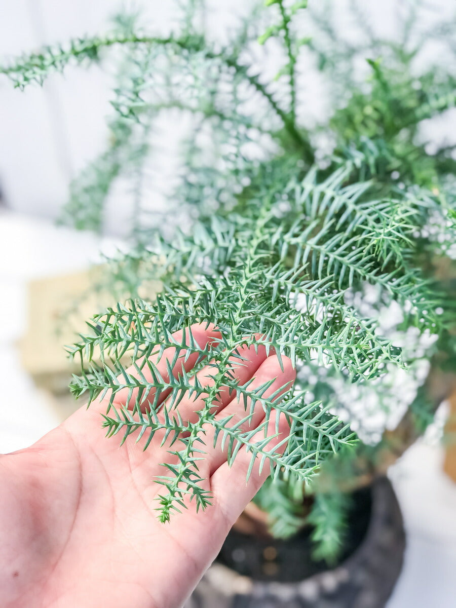 PLANCHU 観葉植物 アローカリア カニンガミー 陶器鉢植え 受け皿付き 選べる樹形 ナンヨウスギ オージープランツ
