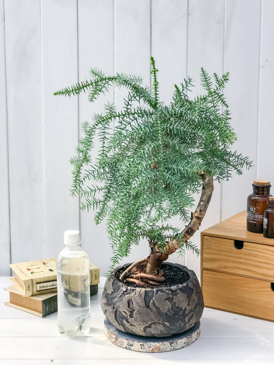 PLANCHU 観葉植物 アローカリア カニンガミー 陶器鉢植え 受け皿付き 選べる樹形 ナンヨウスギ オージープランツ