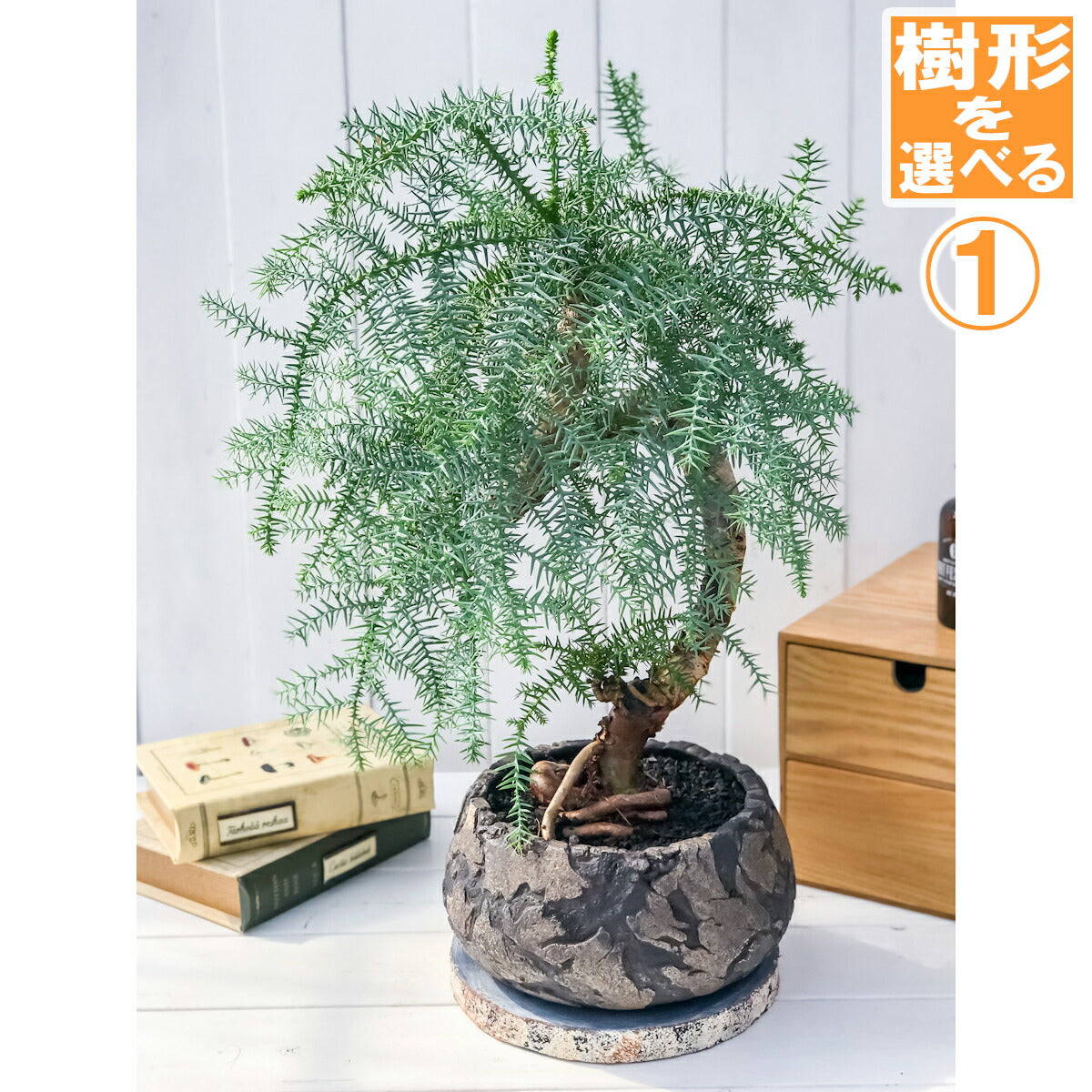 PLANCHU 観葉植物 アローカリア カニンガミー 陶器鉢植え 受け皿付き 選べる樹形 ナンヨウスギ オージープランツ