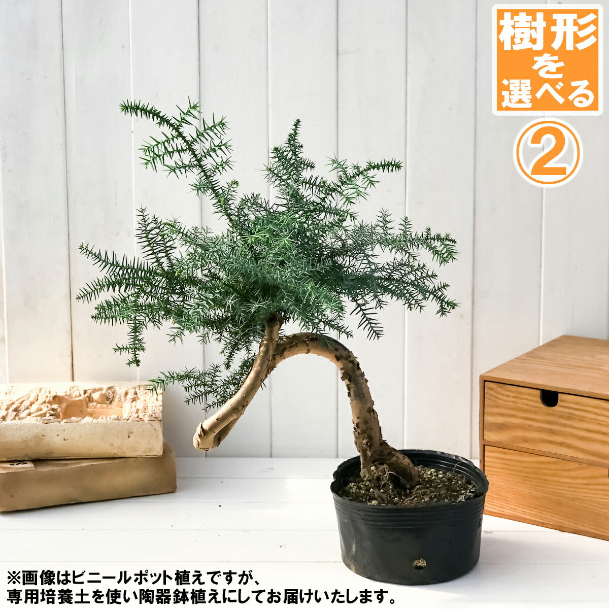 PLANCHU 観葉植物 アローカリア カニンガミー 陶器鉢植え 受け皿付き 選べる樹形 ナンヨウスギ オージープランツ