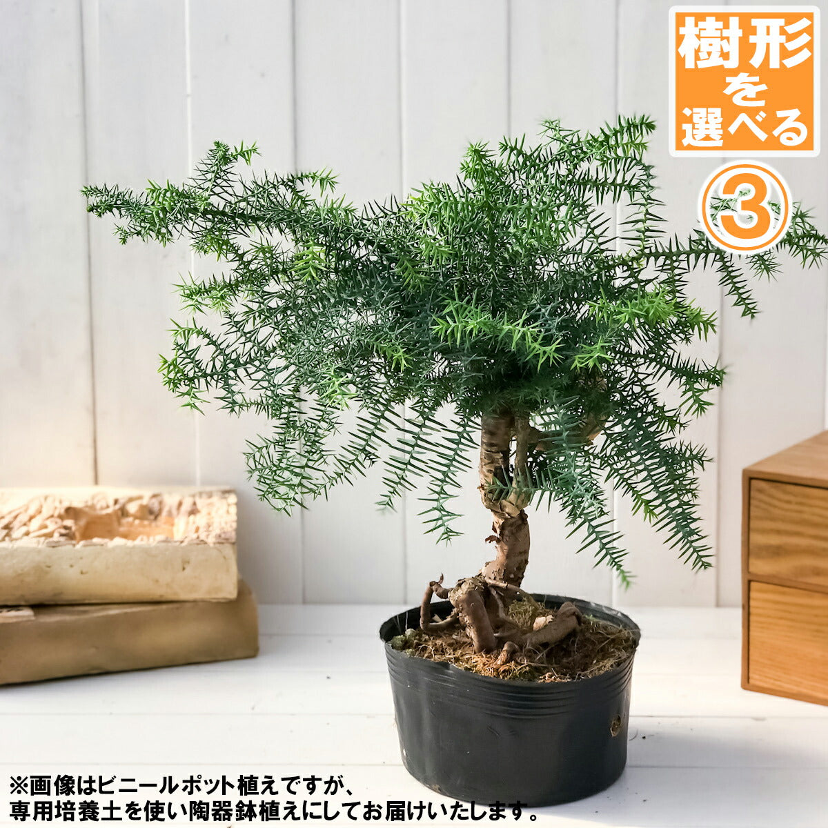 PLANCHU 観葉植物 アローカリア カニンガミー 陶器鉢植え 受け皿付き 選べる樹形 ナンヨウスギ オージープランツ