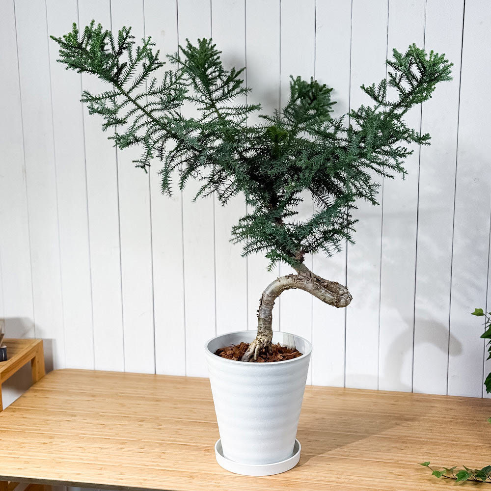 PLANCHU 観葉植物 アローカリア カニンガミー 8号鉢 受け皿付き 育て方説明書付き Araucaria cunninghamii ナンヨウスギ オージープランツ