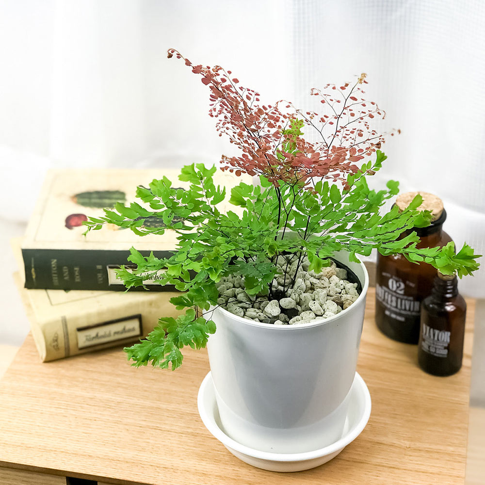 PLANCHU 観葉植物 アジアンタム ピーコック 4号鉢 受け皿付き 育て方説明書付き Adiantum tenerum ‘Peacock’ シダ植物 激レア品種