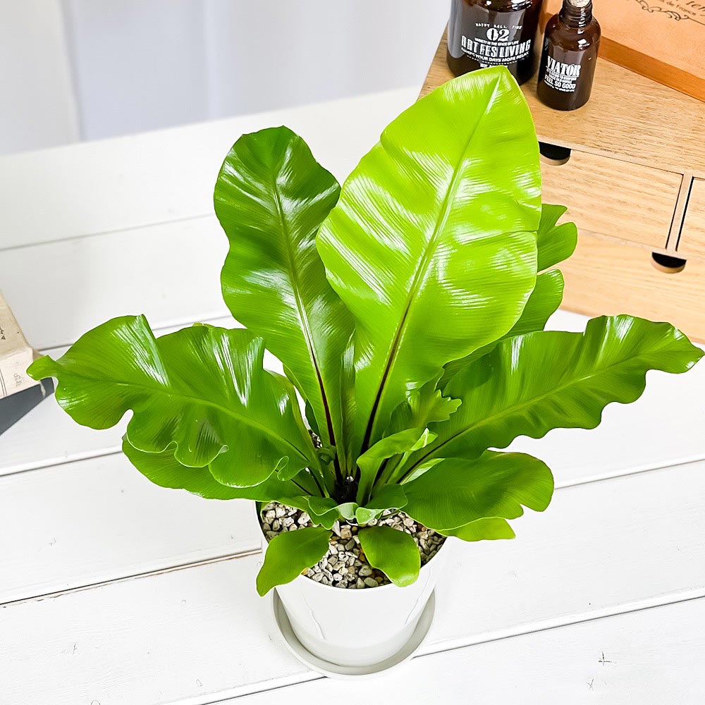 PLANCHU 観葉植物 アスプレニウム アビス 4号鉢 受け皿付き 育て方説明書付き Asplenium nidus ‘Avis’ ニダス ニドゥス シマオオタニワタリ シダ植物