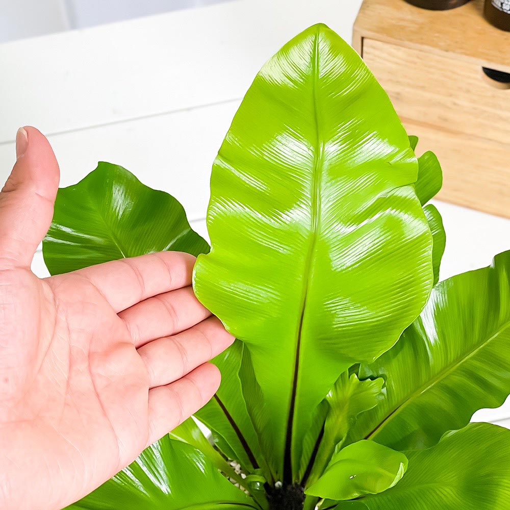 PLANCHU 観葉植物 アスプレニウム アビス 4号鉢 受け皿付き 育て方説明書付き Asplenium nidus ‘Avis’ ニダス ニドゥス シマオオタニワタリ シダ植物