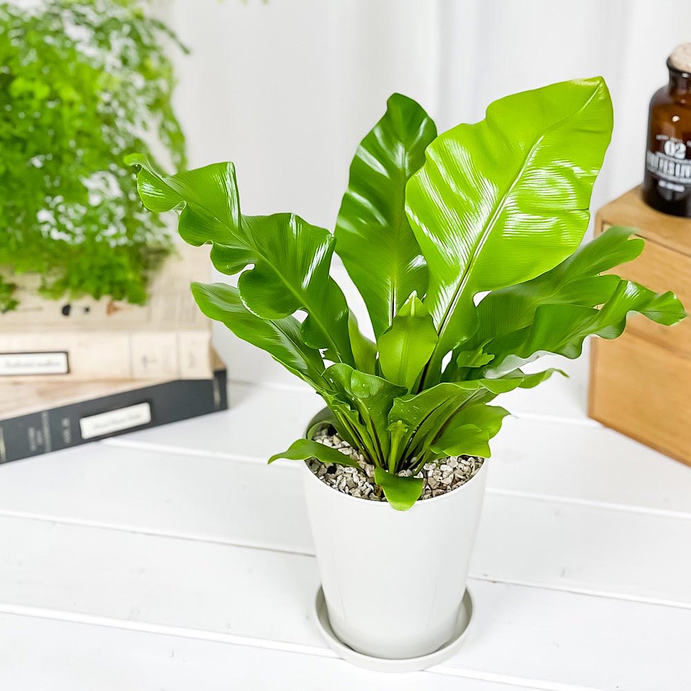 PLANCHU 観葉植物 アスプレニウム アビス 4号鉢 受け皿付き 育て方説明書付き Asplenium nidus ‘Avis’ ニダス ニドゥス シマオオタニワタリ シダ植物
