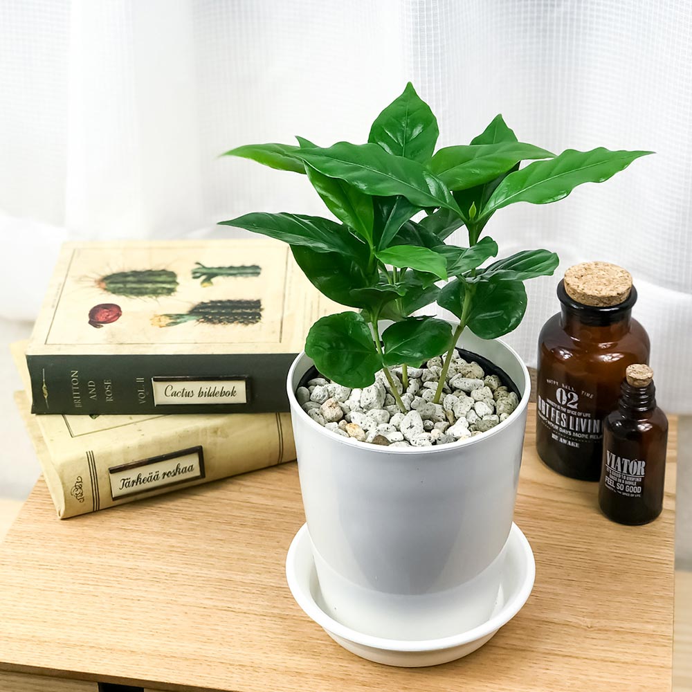 PLANCHU 観葉植物 コーヒーノキ アラビカ 4号鉢 受け皿付き 育て方説明書付き Coffea arabica コーヒーの木 珈琲の木 アラビカコーヒー