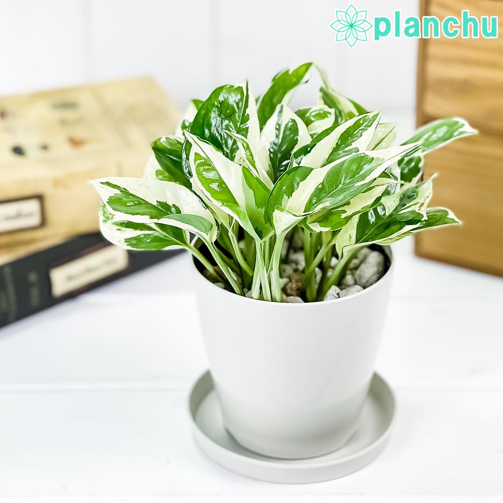 PLANCHU 観葉植物 ポトス エンジョイ 3.5号鉢 受け皿付き 育て方説明書付き PVP Epipremnum aureum ‘N'Joy’ エピプレムナム アロイド