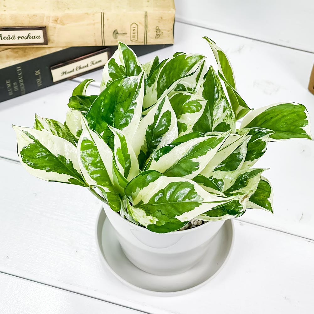 PLANCHU 観葉植物 ポトス エンジョイ 3.5号鉢 受け皿付き 育て方説明書付き PVP Epipremnum aureum ‘N'Joy’ エピプレムナム アロイド
