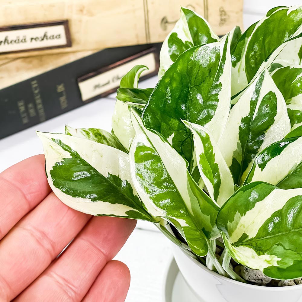PLANCHU 観葉植物 ポトス エンジョイ 3.5号鉢 受け皿付き 育て方説明書付き PVP Epipremnum aureum ‘N'Joy’ エピプレムナム アロイド