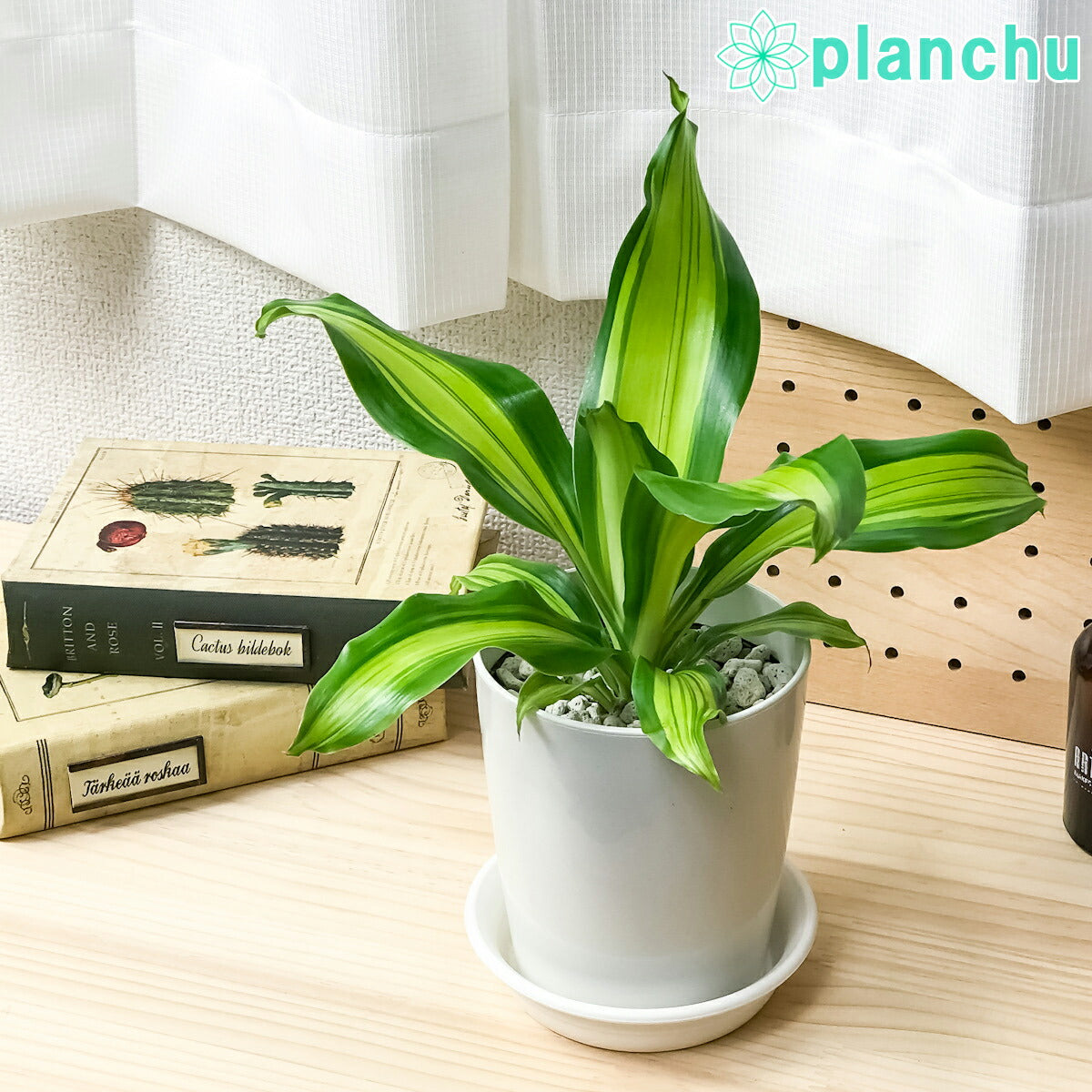 PLANCHU 観葉植物 ドラセナ ゴールドコード 4号鉢 受け皿付き 育て方