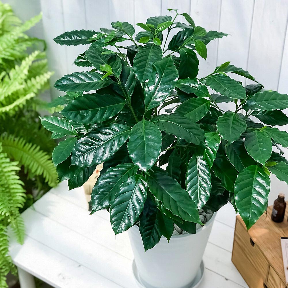 PLANCHU 観葉植物 コーヒーノキ アラビカ 8号鉢 受け皿付き 育て方説明書付き Coffea arabica コーヒーの木 珈琲の木 アラビカコーヒー