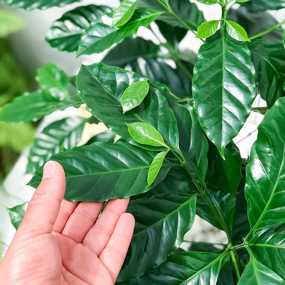 PLANCHU 観葉植物 コーヒーノキ アラビカ 8号鉢 受け皿付き 育て方説明書付き Coffea arabica コーヒーの木 珈琲の木 アラビカコーヒー