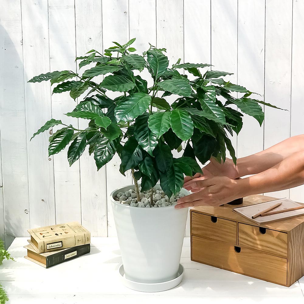 PLANCHU 観葉植物 コーヒーノキ アラビカ 8号鉢 受け皿付き 育て方説明書付き Coffea arabica コーヒーの木 珈琲の木 アラビカコーヒー