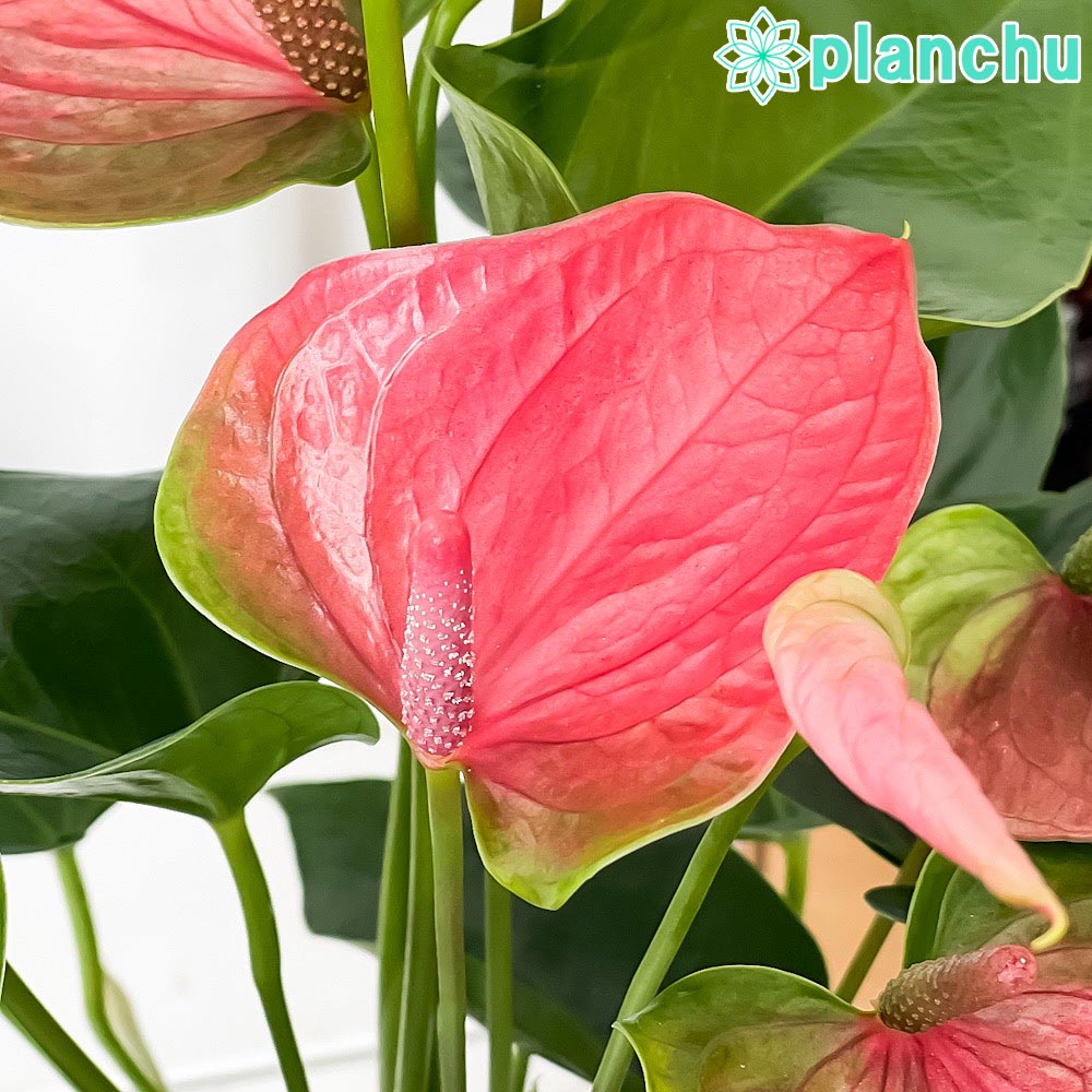 PLANCHU 観葉植物 アンスリウム スイートドリーム 6号鉢 受け皿付き 育て方説明書付き Anthurium andraeanum ‘Sweet Dream’ アンスリューム 鉢花 ピンク アンスラ Anthura