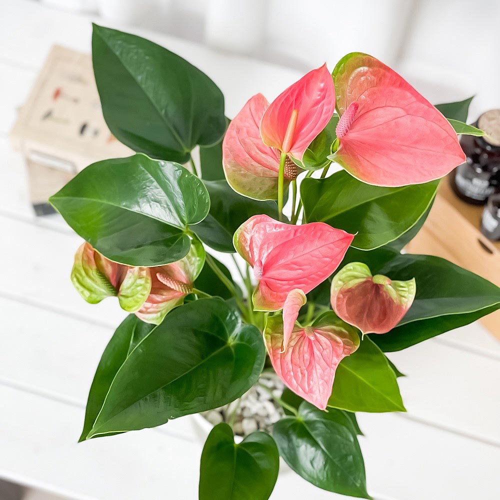 PLANCHU 観葉植物 アンスリウム スイートドリーム 6号鉢 受け皿付き 育て方説明書付き Anthurium andraeanum ‘Sweet Dream’ アンスリューム 鉢花 ピンク アンスラ Anthura