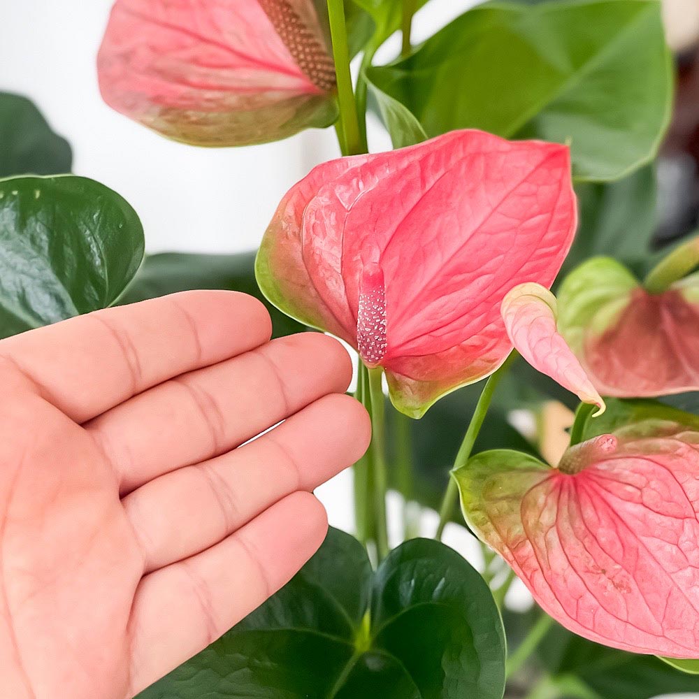 PLANCHU 観葉植物 アンスリウム スイートドリーム 6号鉢 受け皿付き 育て方説明書付き Anthurium andraeanum ‘Sweet Dream’ アンスリューム 鉢花 ピンク アンスラ Anthura