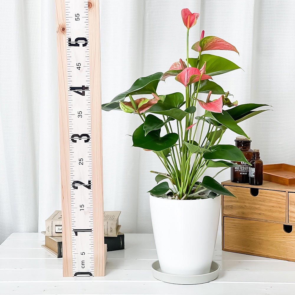 PLANCHU 観葉植物 アンスリウム スイートドリーム 6号鉢 受け皿付き 育て方説明書付き Anthurium andraeanum ‘Sweet Dream’ アンスリューム 鉢花 ピンク アンスラ Anthura