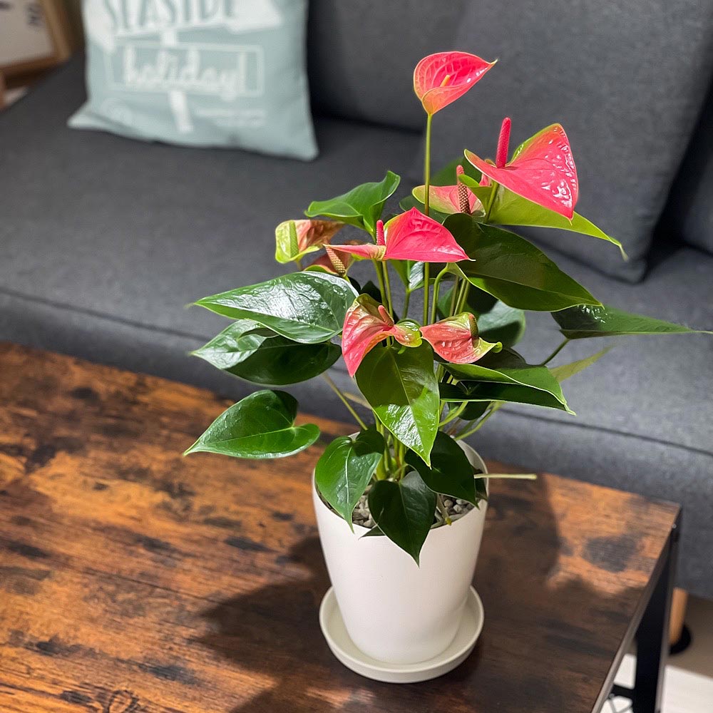 PLANCHU 観葉植物 アンスリウム スイートドリーム 6号鉢 受け皿付き 育て方説明書付き Anthurium andraeanum ‘Sweet Dream’ アンスリューム 鉢花 ピンク アンスラ Anthura