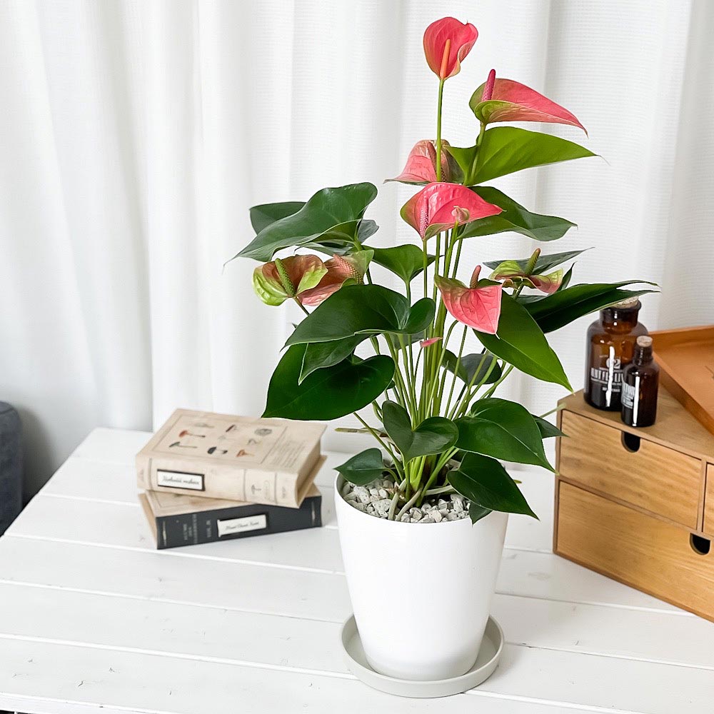 PLANCHU 観葉植物 アンスリウム スイートドリーム 6号鉢 受け皿付き 育て方説明書付き Anthurium andraeanum ‘Sweet Dream’ アンスリューム 鉢花 ピンク アンスラ Anthura