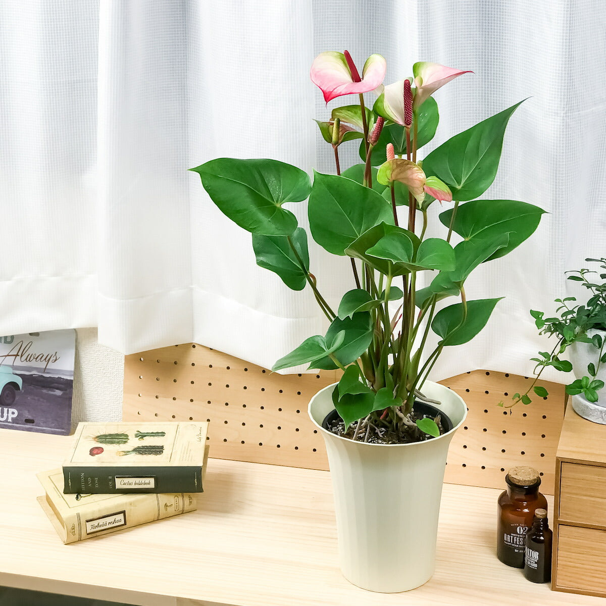PLANCHU 観葉植物 アンスリウム プリンセス アマリアエレガンス 6号鉢 底面吸水鉢タイプ Anthurium andraeanum アンスリューム 鉢花 アンスラ Anthura