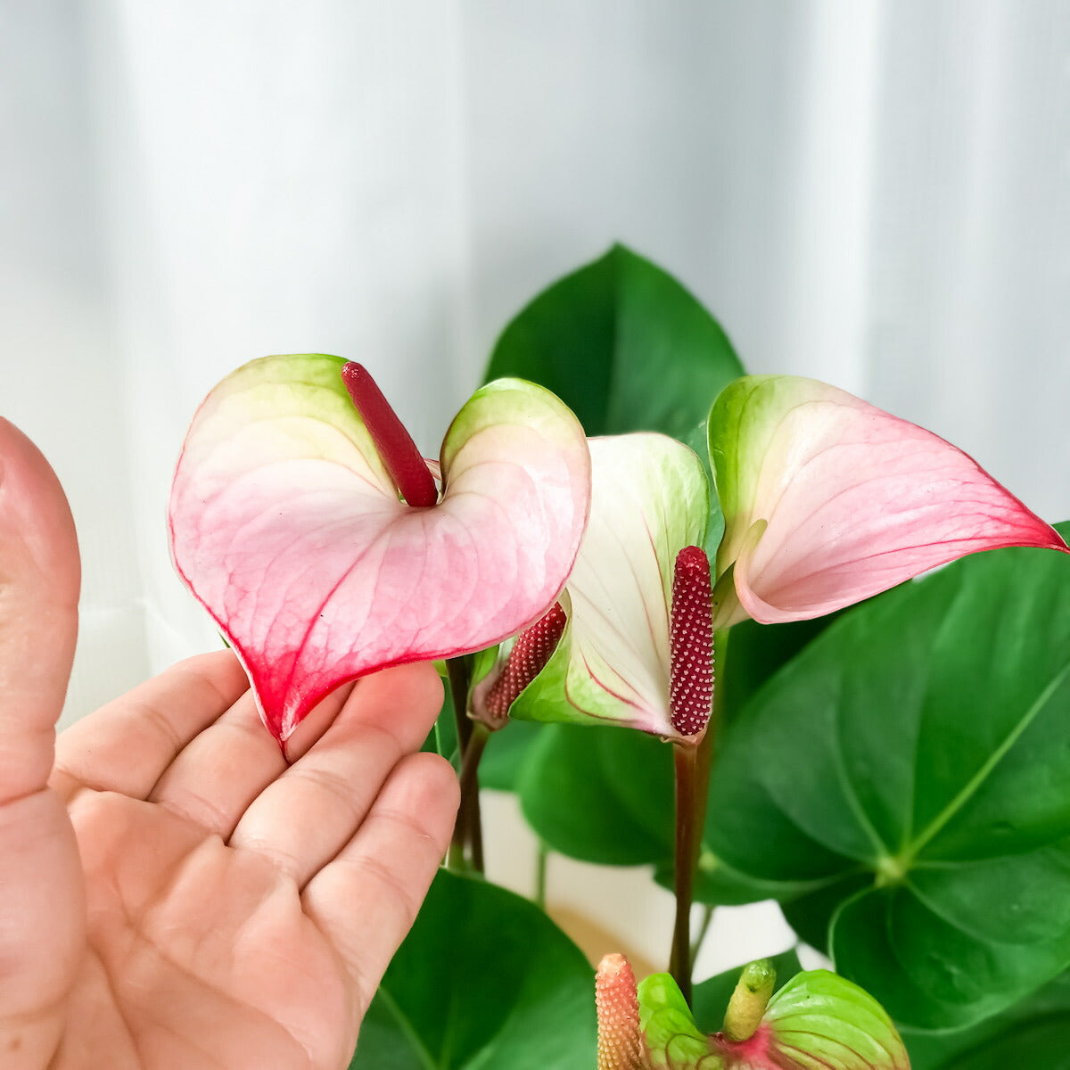 PLANCHU 観葉植物 アンスリウム プリンセス アマリアエレガンス 6号鉢 底面吸水鉢タイプ Anthurium andraeanum アンスリューム 鉢花 アンスラ Anthura
