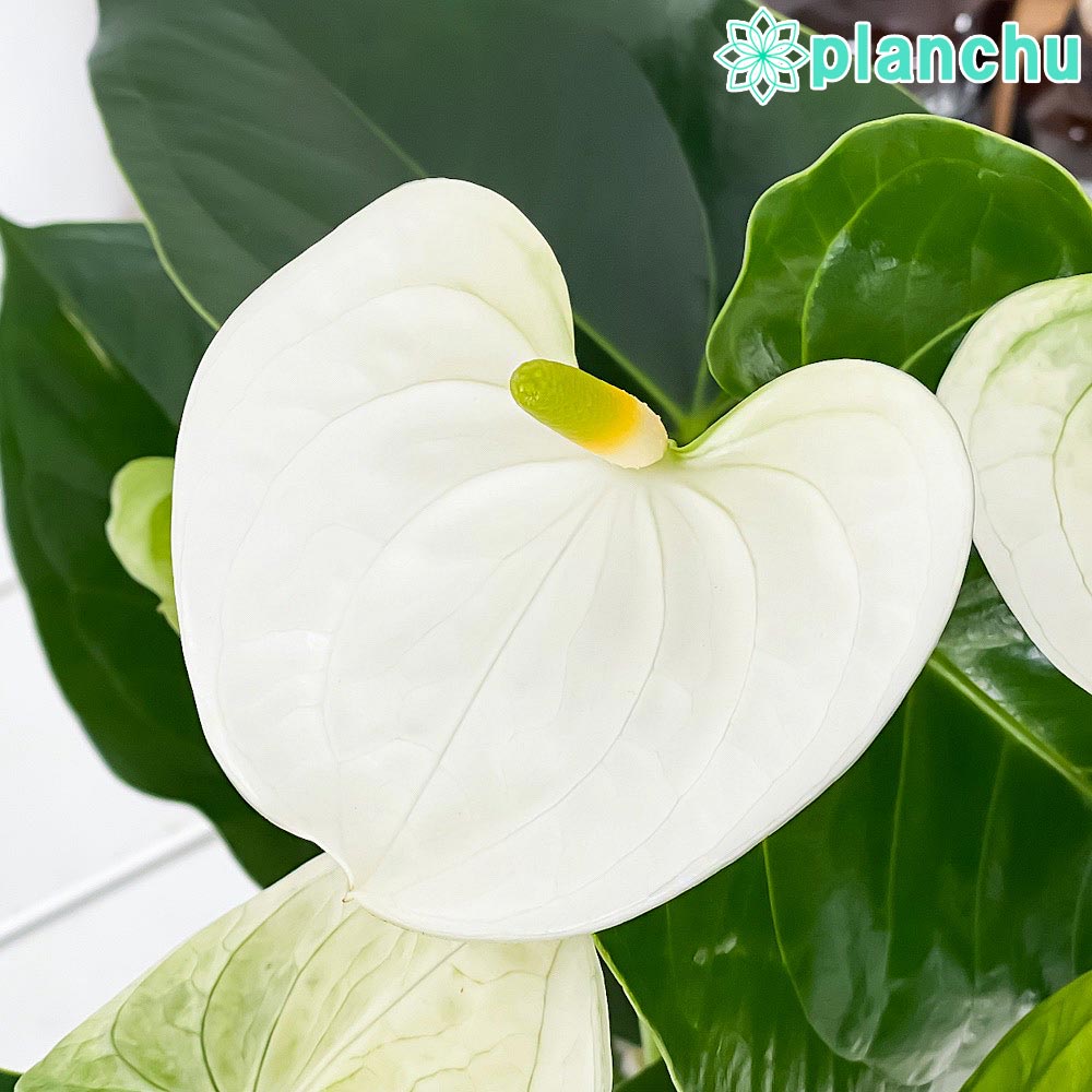 PLANCHU 観葉植物 アンスリウム シエラホワイト 6号鉢 受け皿付き 育て方説明書付き Anthurium andraeanum ‘Sierra White’ アンスリューム 鉢花 ホワイト アンスラ Anthura