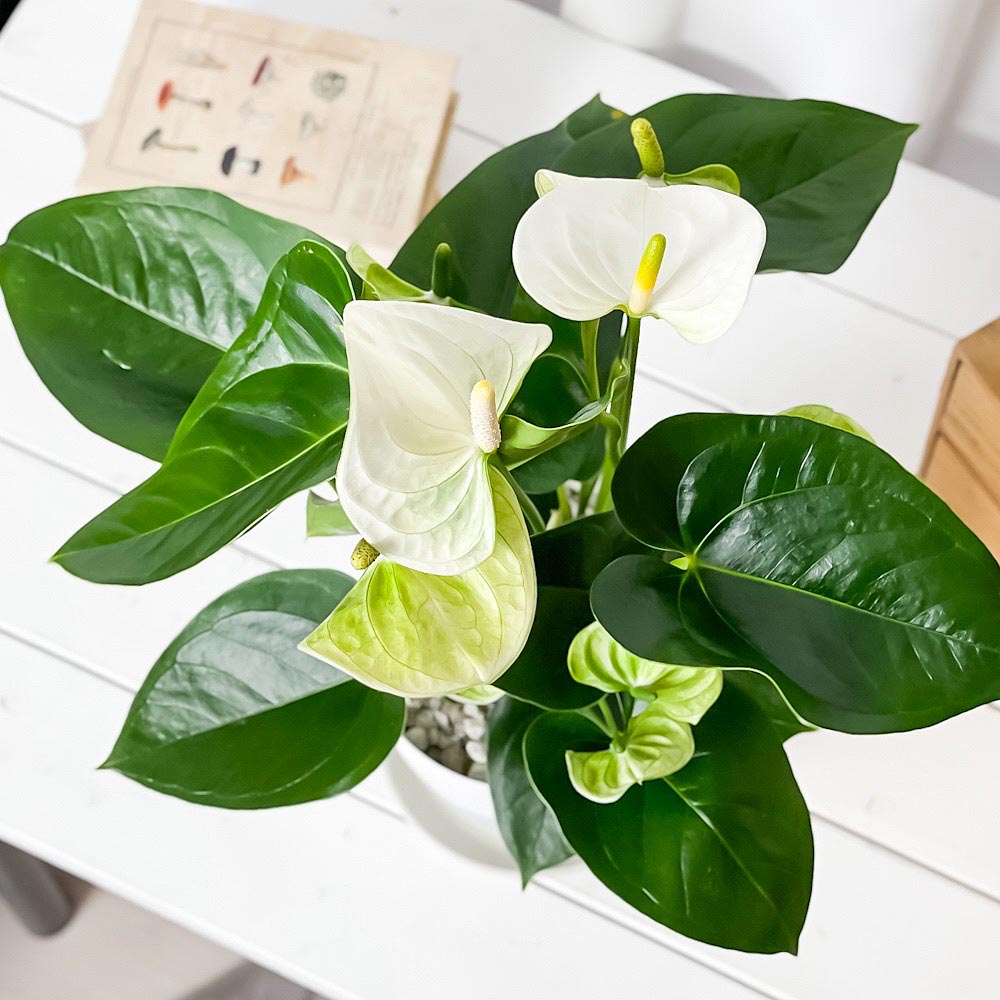 PLANCHU 観葉植物 アンスリウム シエラホワイト 6号鉢 受け皿付き 育て方説明書付き Anthurium andraeanum ‘Sierra White’ アンスリューム 鉢花 ホワイト アンスラ Anthura