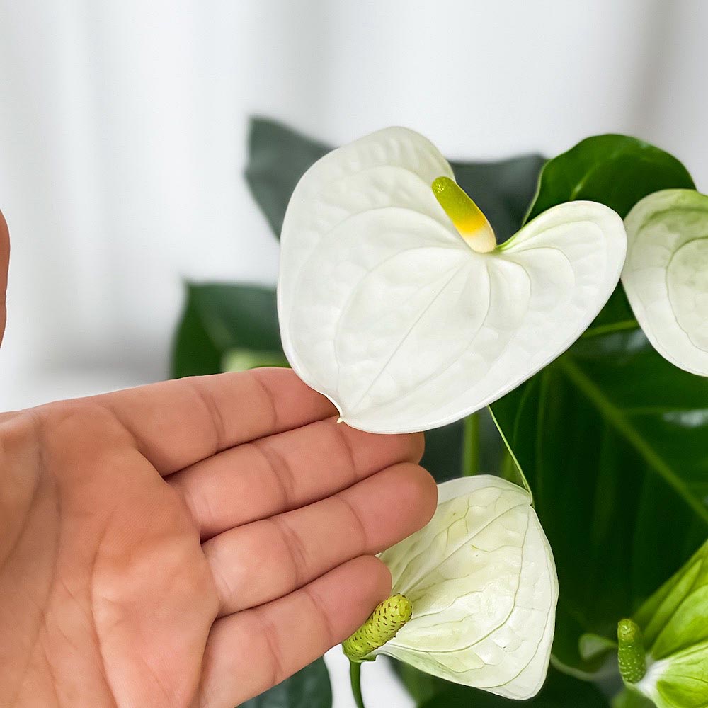 PLANCHU 観葉植物 アンスリウム シエラホワイト 6号鉢 受け皿付き 育て方説明書付き Anthurium andraeanum ‘Sierra White’ アンスリューム 鉢花 ホワイト アンスラ Anthura