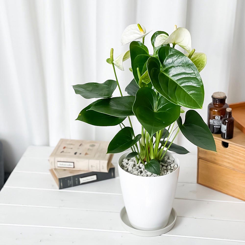 PLANCHU 観葉植物 アンスリウム シエラホワイト 6号鉢 受け皿付き 育て方説明書付き Anthurium andraeanum ‘Sierra White’ アンスリューム アロイド 鉢花 ホワイト系