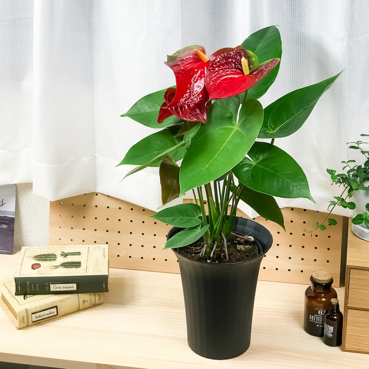 PLANCHU 観葉植物 アンスリウム エジソン 6号鉢 底面吸水鉢タイプ Anthurium andraeanum アンスリューム 鉢花 アンスラ Anthura