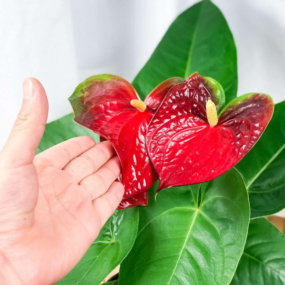PLANCHU 観葉植物 アンスリウム エジソン 6号鉢 底面吸水鉢タイプ Anthurium andraeanum アンスリューム 鉢花 アンスラ Anthura