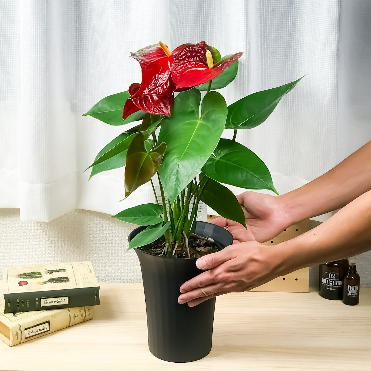 PLANCHU 観葉植物 アンスリウム エジソン 6号鉢 底面吸水鉢タイプ Anthurium andraeanum アンスリューム 鉢花 アンスラ Anthura